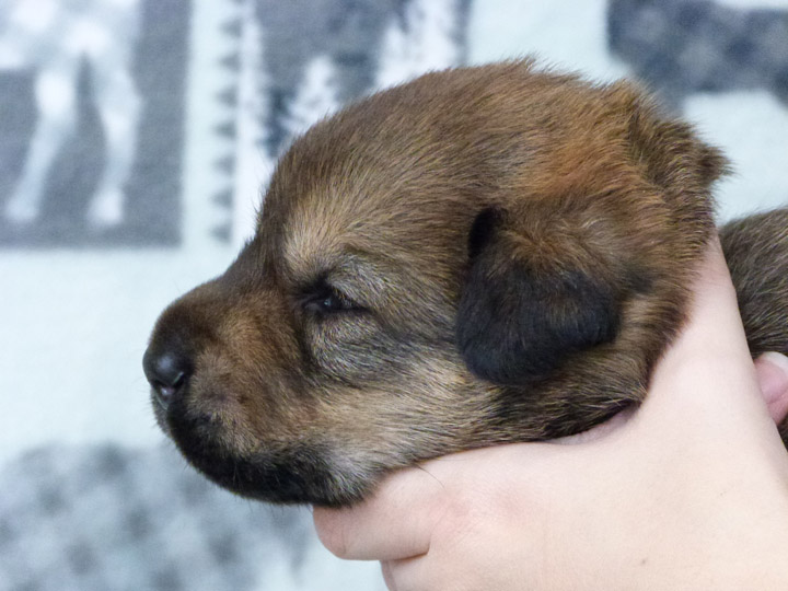 chinook puppy